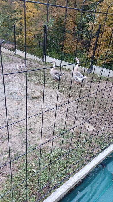 Gęsi garbonose- parka z młodym