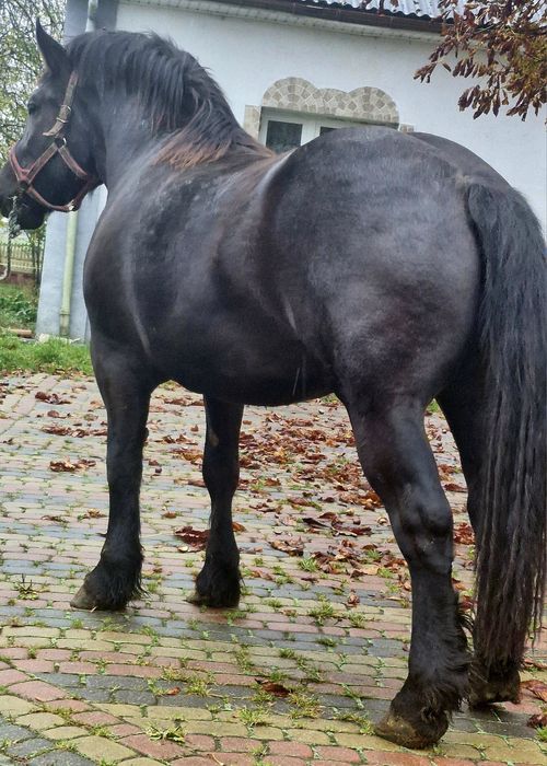 Sprzedam klacz zimnokrwista Źrebna