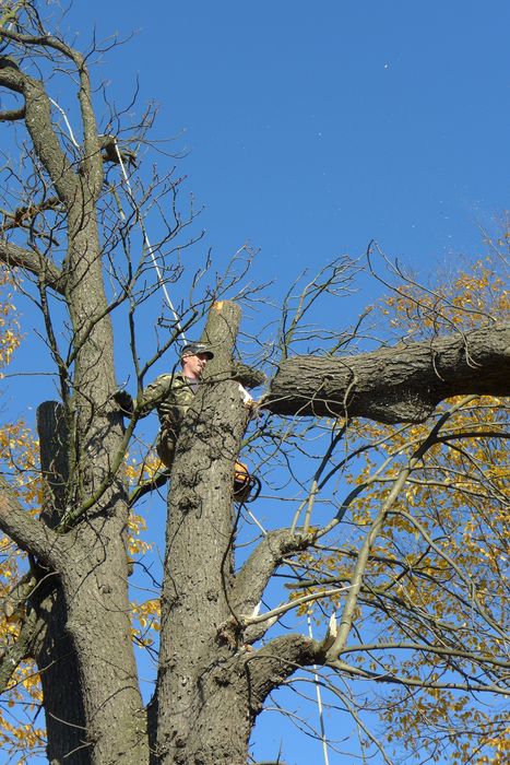 Спил  дерев.  Спил деревьев будь-якої складності,