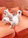 Gatinhos bebés Siames