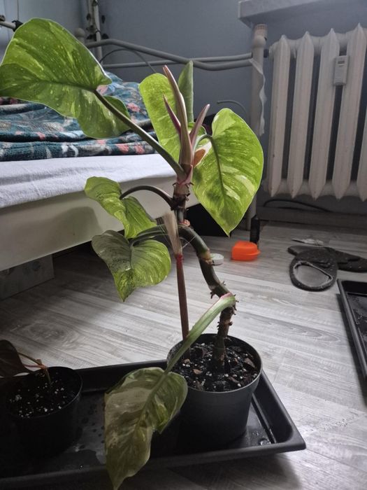 Philodendron white princess x pink princess