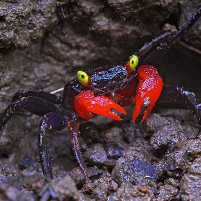 Krab Wampir - Geosesarma sp. Vampire