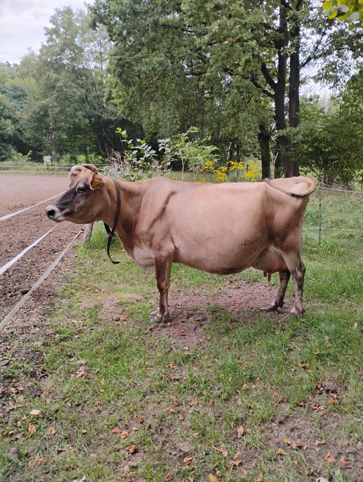 Mleko sienne od krowy Jersey