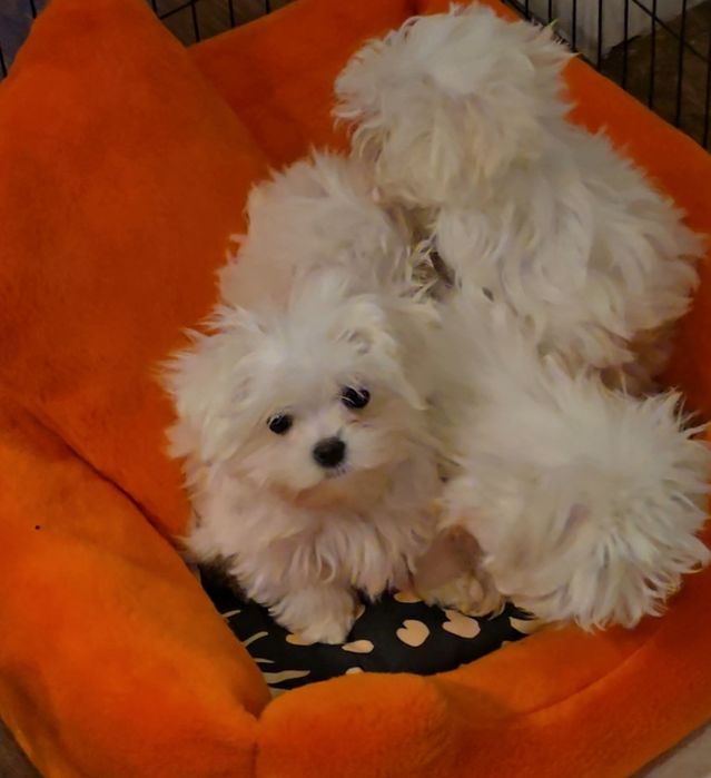 Maltańczyk dziewczynka