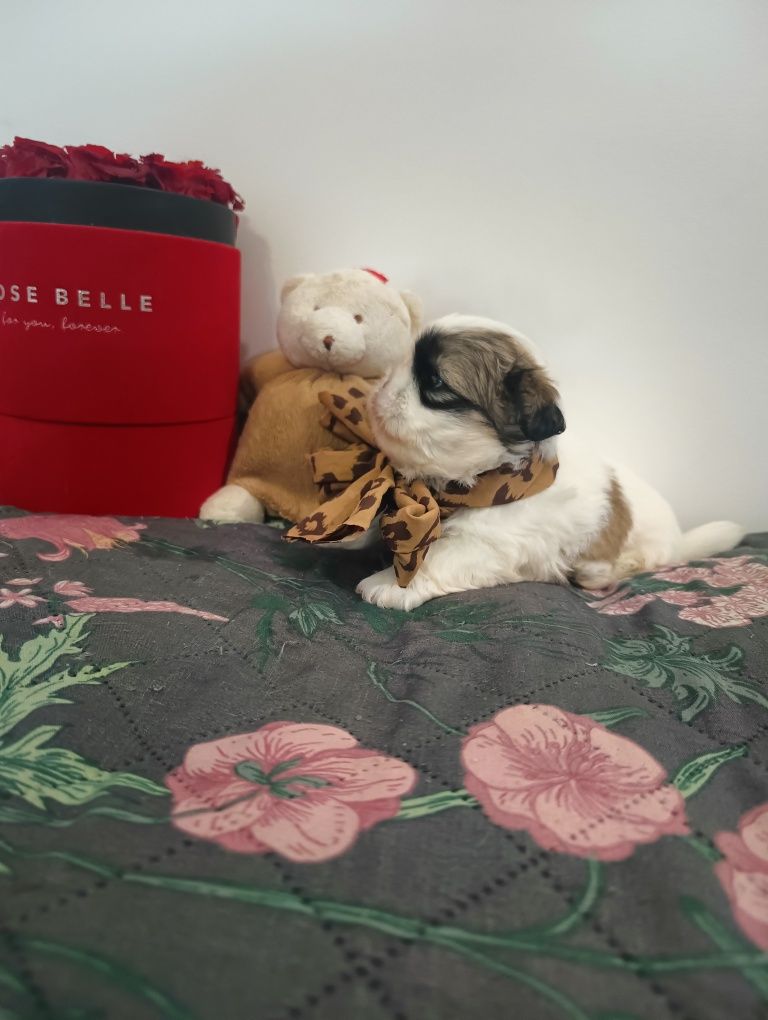*GIZMO*Shihtzu z Brit Life*PL Rodowód Chip