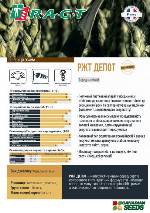 Насіння озимої пшениці Реформ, Депот, Тобак