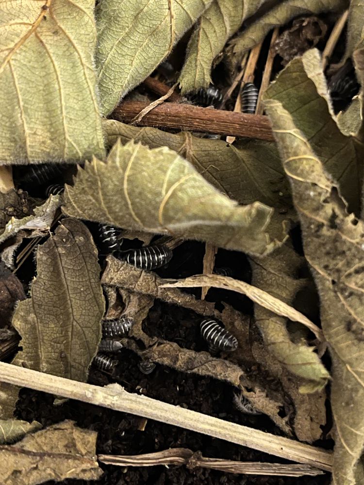 Isopody (Armadillidium maculatum) 10 sztuk