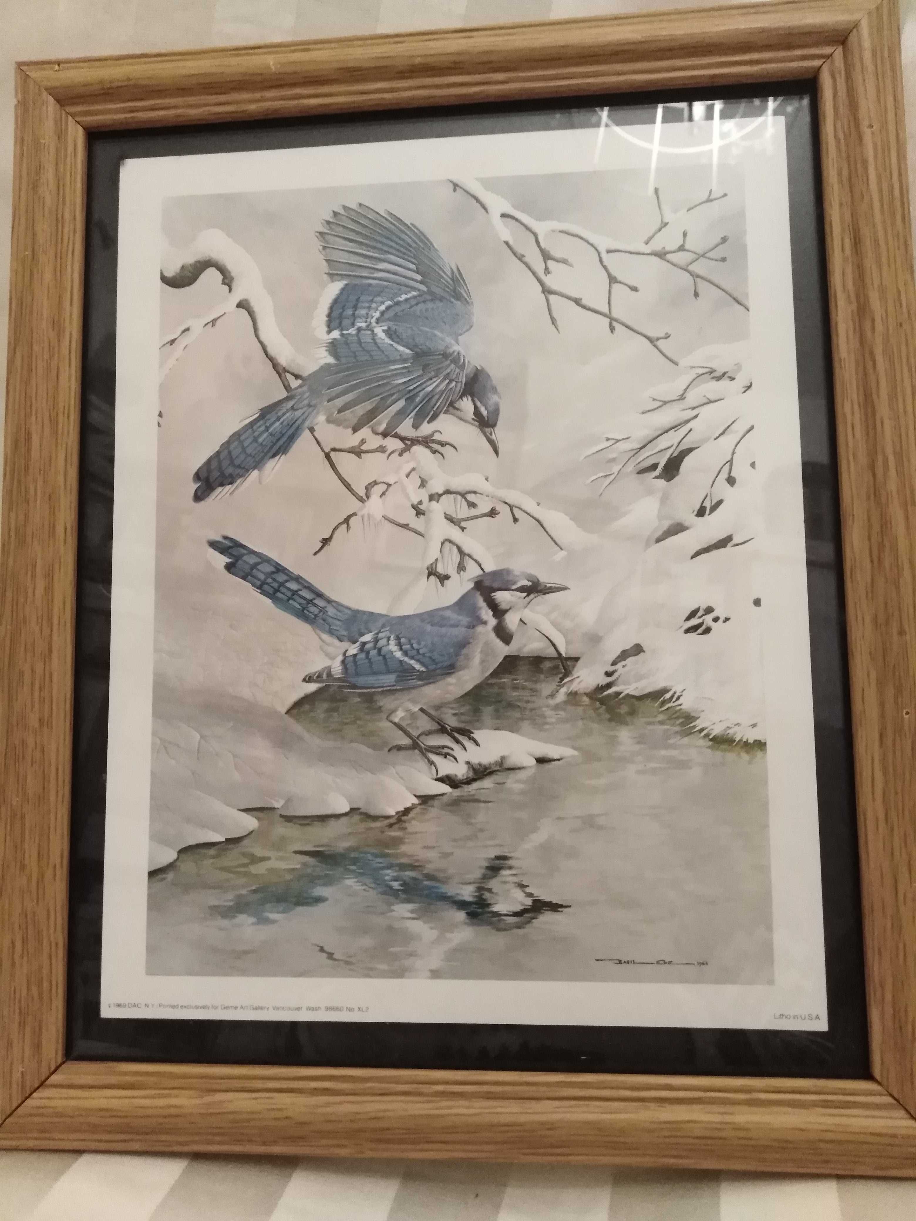 Obraz print ptaki Basil Ede 1968 "niebieskie sójki zimą"