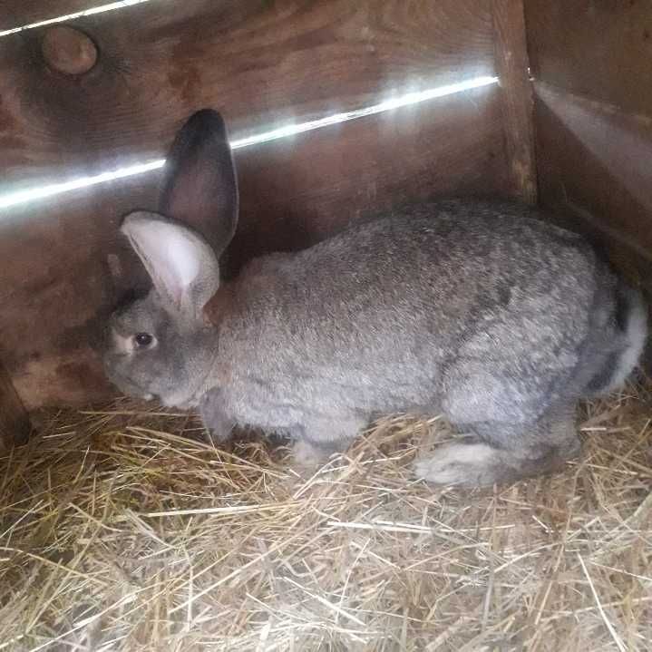 Króliki do chowu samica samiec królik