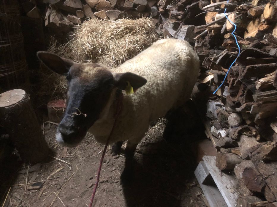 Ovelha cruzada suffolk