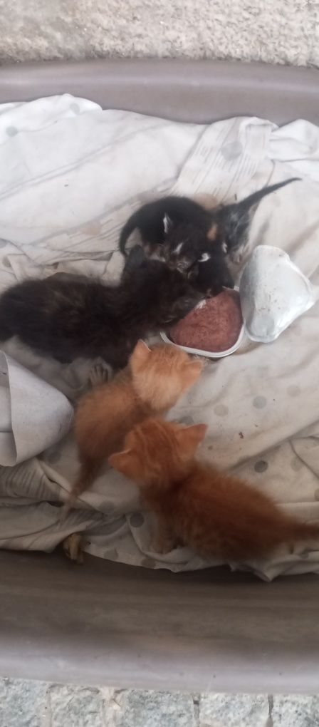 Gatinhos para adoção