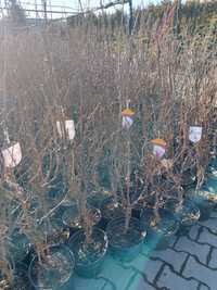 Magnolia susan , soulegana  Gorge h. Kern 60-130cm C5
