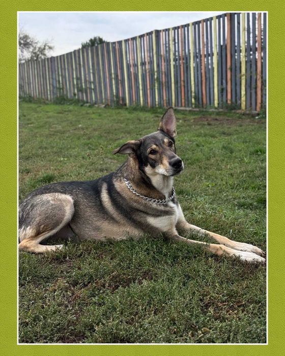 Великий пес класний молодий кобель даром відам бесплатно