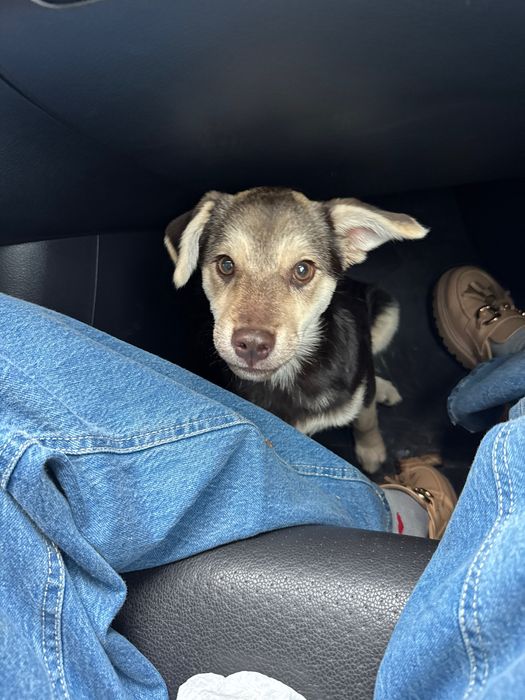 Віддам в добрі руки