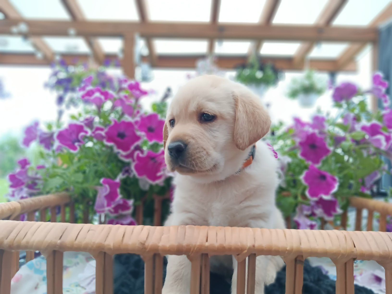 Labrador Retriever szczenie Wspaniałej Budowy Po ojcu pochodzenia FCI
