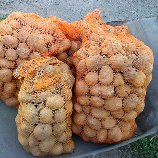 Ziemniaki jadalne TRANSPORT GRATIS!