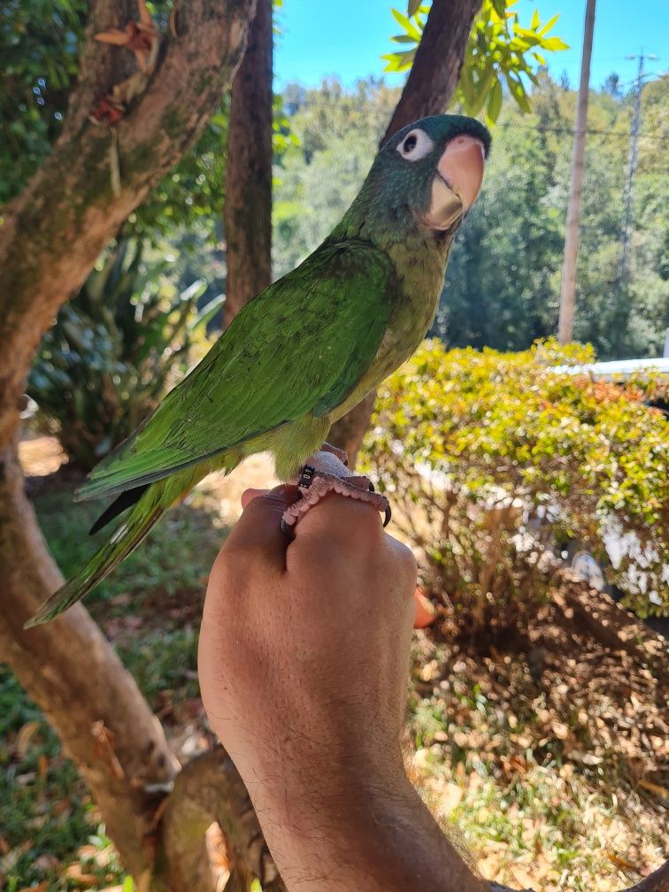 Aratinga acuticaudata meiga