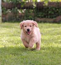 Golden Retriever złoty chłopak