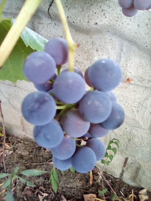 Winogrona ciemne