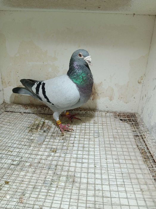 06.Gołębie pocztowe. Samiec oryginalny De Klak NL 2019. Okazja