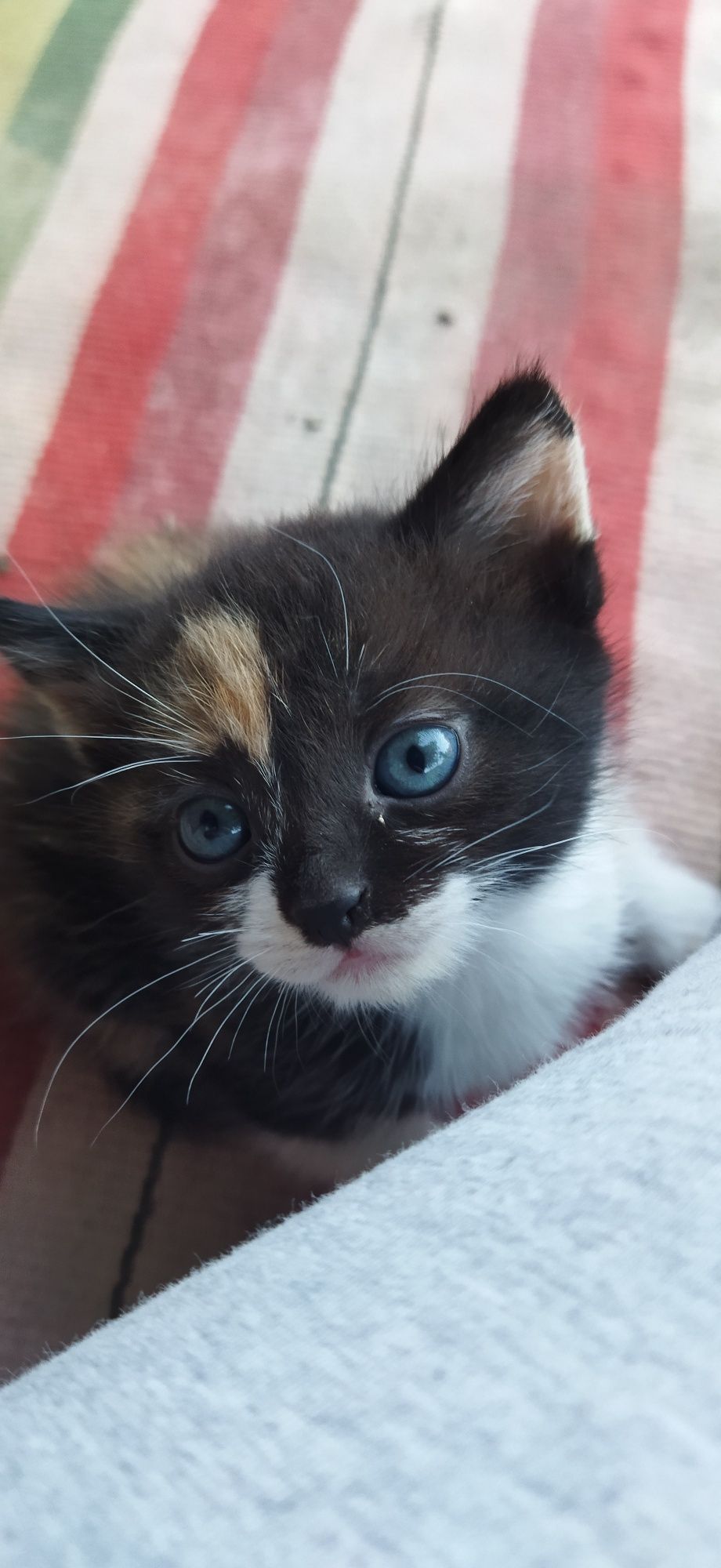 Кошенята шукають сім'ю