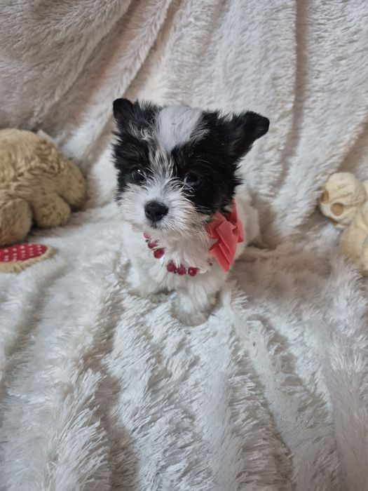 Biewer Terrier Fêmea Criadora Registada PT3088 FL