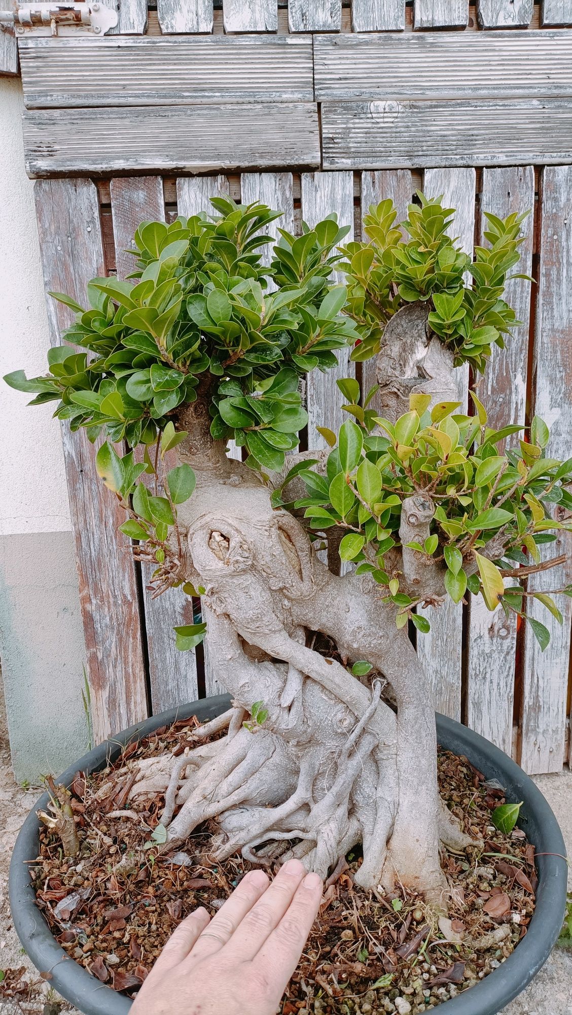 Vendo bonsai de fícus retusa