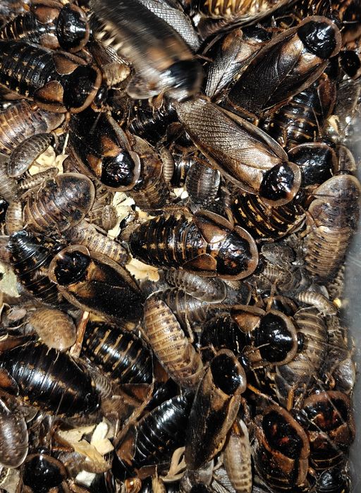 Karaczan argentyński , Dubia  różne wielkosci