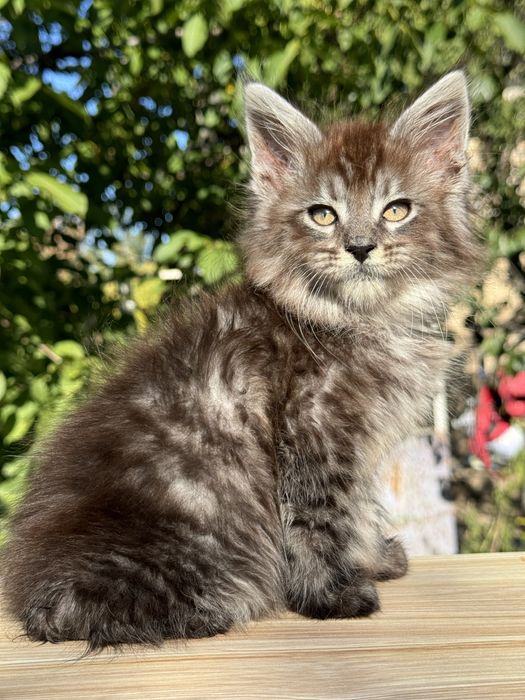 Меховой крупный мальчик серебро котенок мейн кун с документами