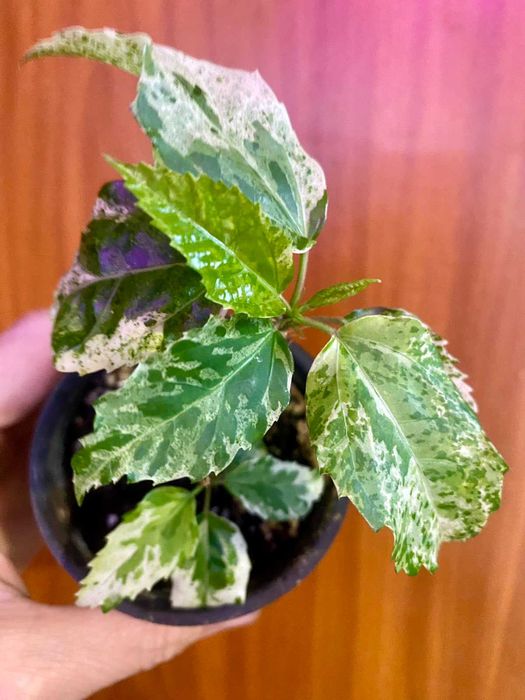 Гибискус "Снежная королева" (Hibiscus Snow Queen)