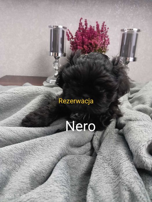 Rezerwacja Shih Tzu piesek Nero rodowód