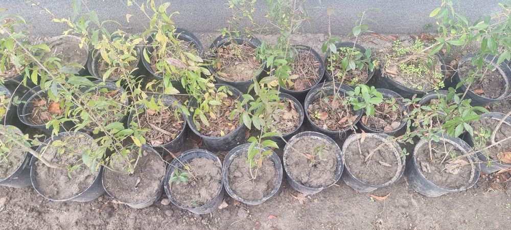 Ligustr na żywopłot 25 sadzonek