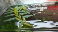 Hygroryza aristata rośliny do akwarium pływające na taflę