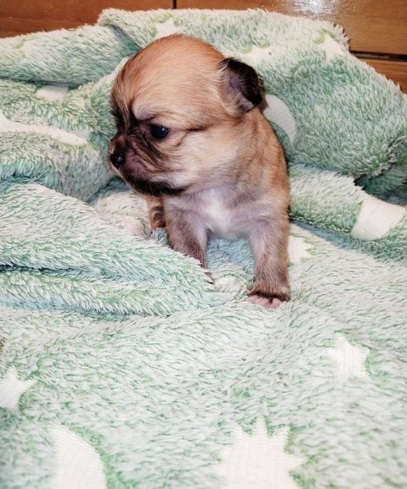 Macho  bebe Chihuahua de pêlo comprido