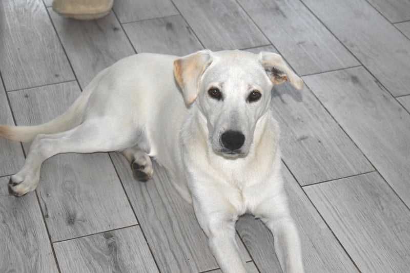 Młodziak VIGO czeka na swoją nową rodzinę. Adopcja!