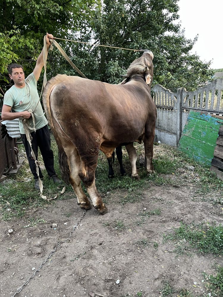 Продам бичка ж вагою
