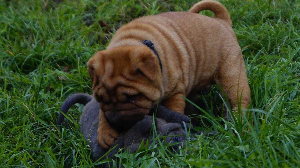 Eter rudy Shar Pei szczeniak z rodowodem, rodzice importowani FCI