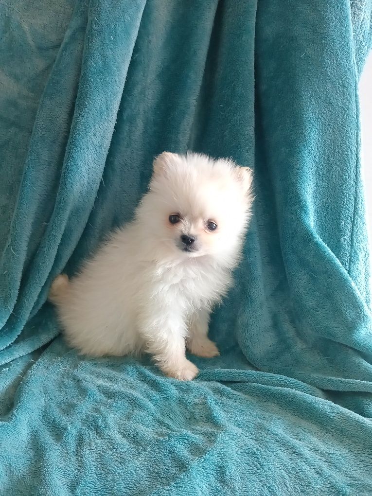 Excelente macho Spitz anão  mini
