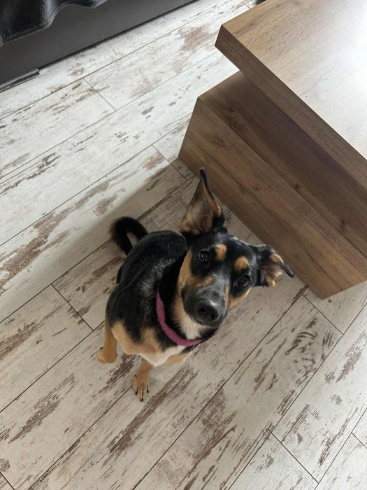 Oddam sunie 3 letnią