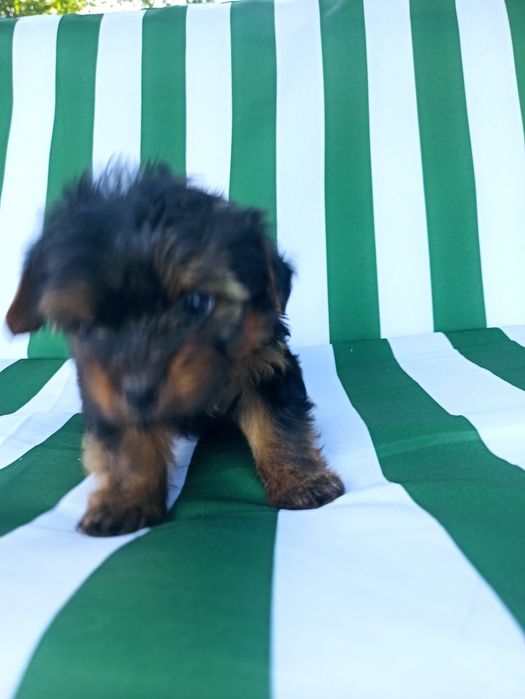 Йорік малюк хлопчик