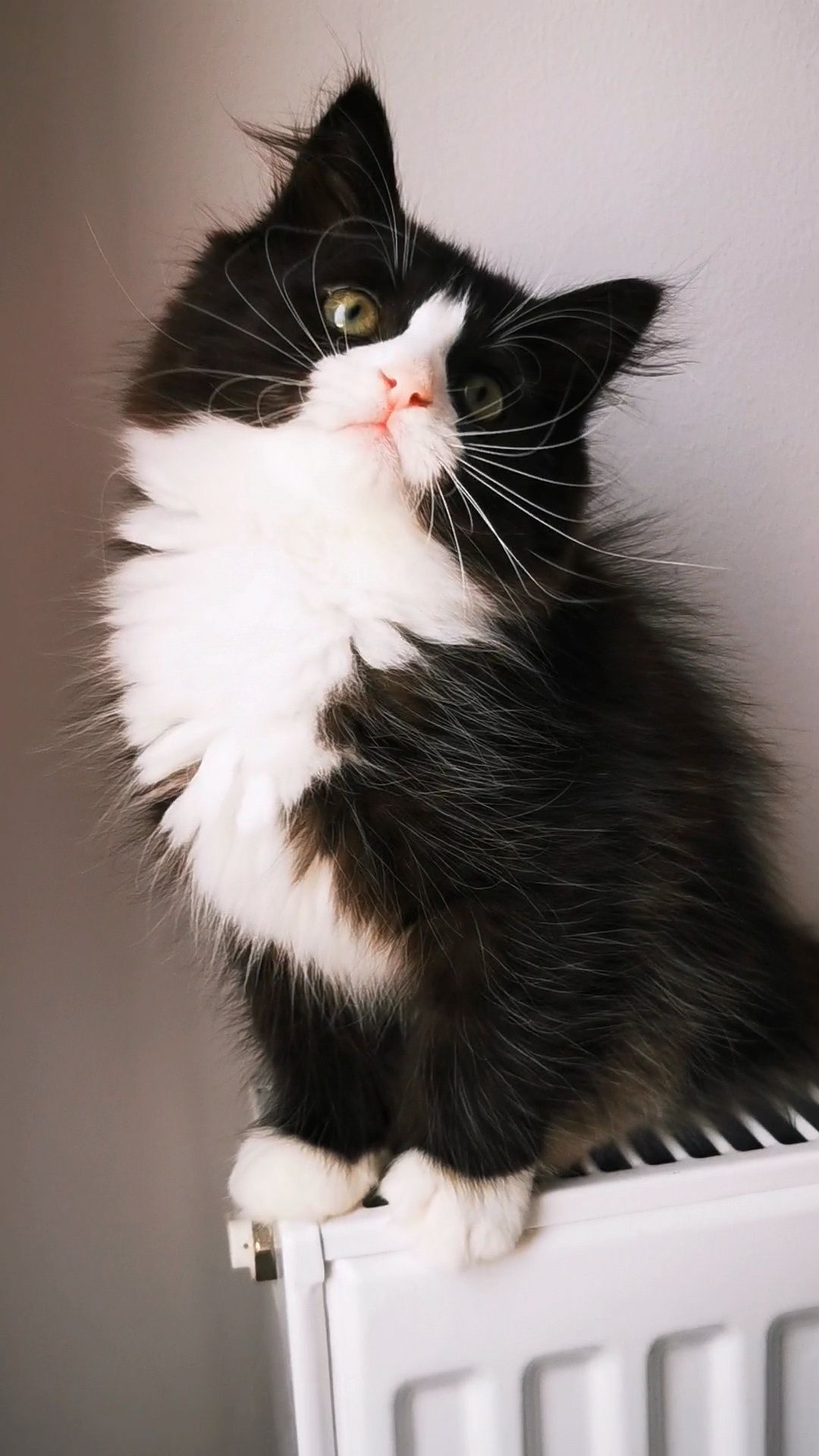 Słodka koteczka syberyjska - unikat