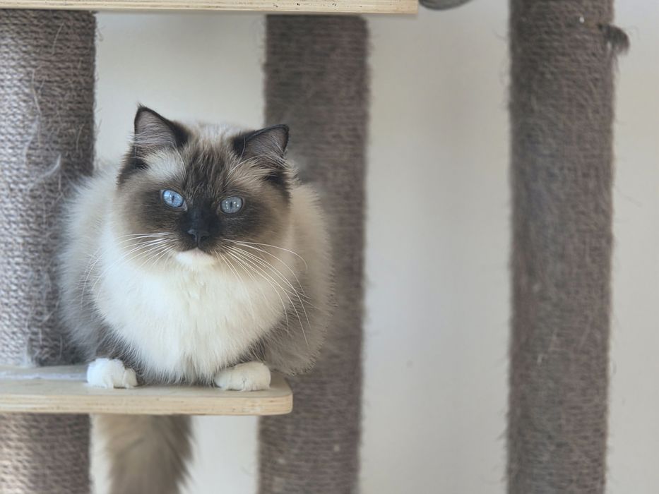 Kotek RAGDOLL kocurek blue  Bicolour