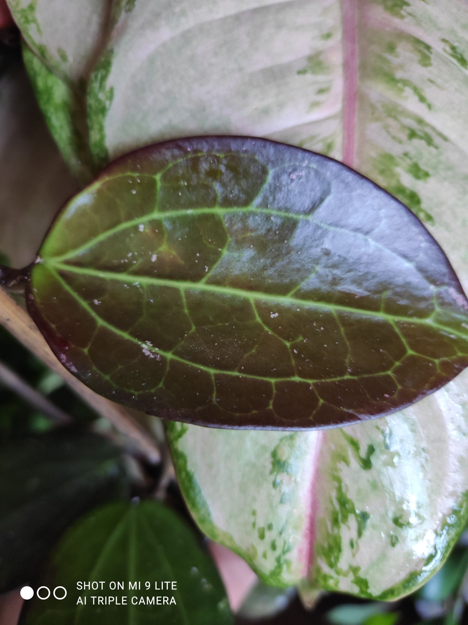 Hoya sp.Black Magic (ah)