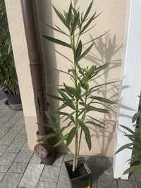 Oleander bialy trzypedowy