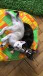 Doação de gatinhos
