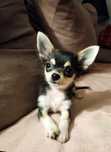 Jadzia chihuahua tricolor/husky