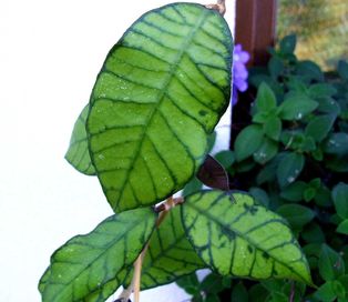 Hoya callistophylla 