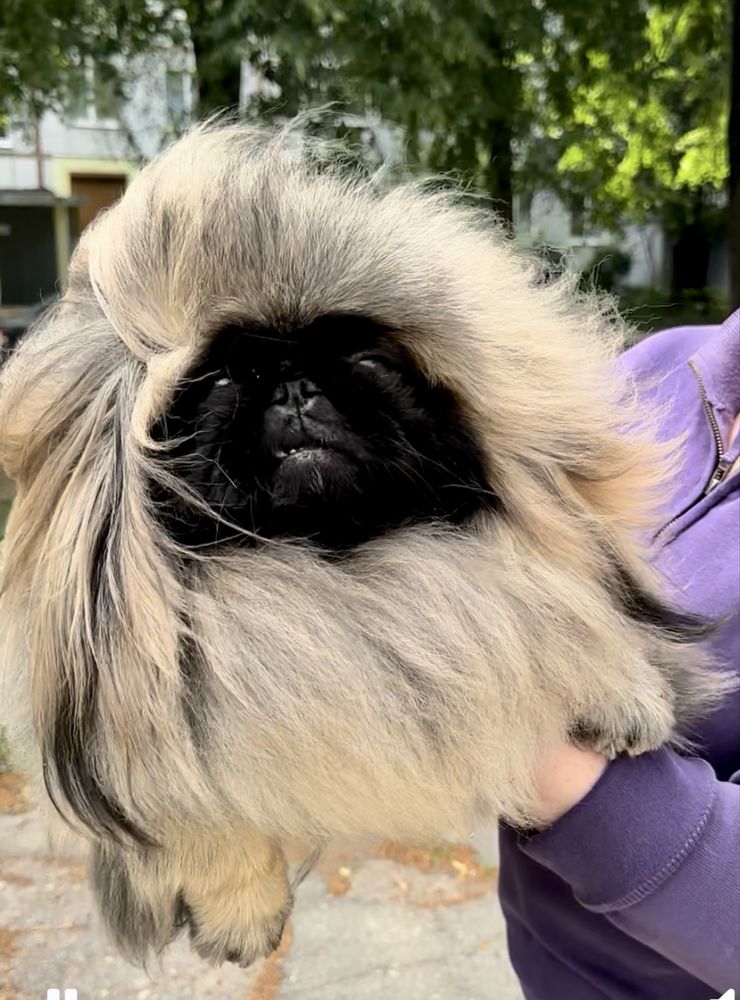Пекінес хлопчик