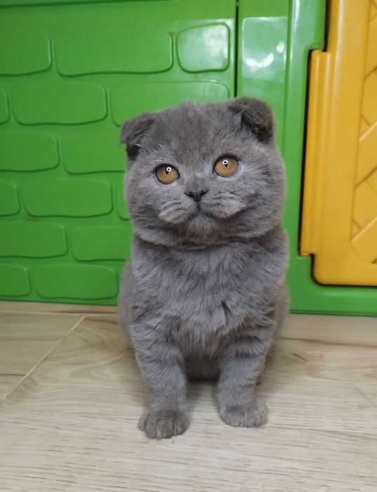 Чистокровна шотландська принцеса з ВАКЦИНАЦІЄЮ