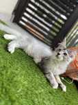Kocurek Maine Coon, rodowod FPL